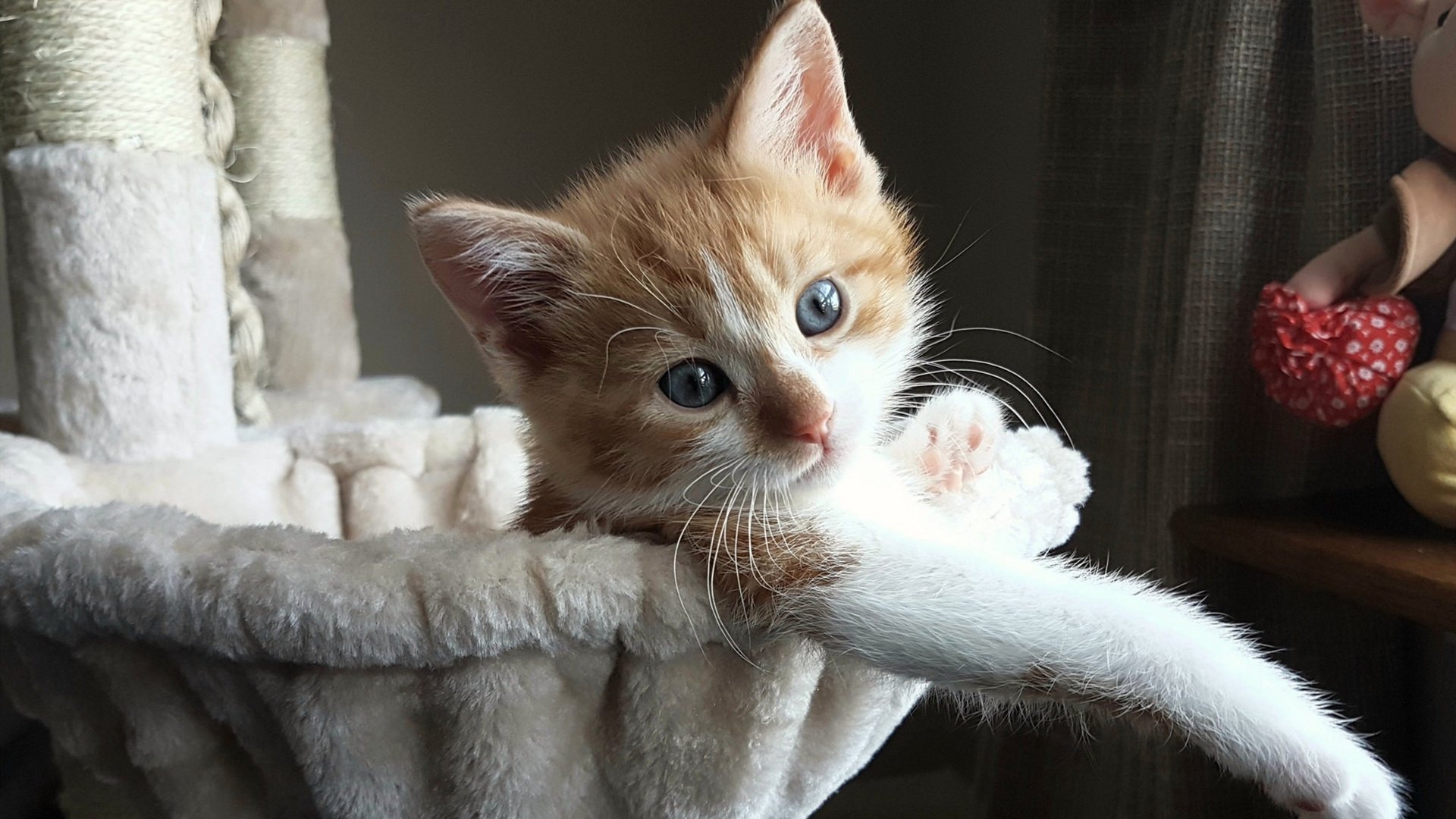 开云官网在线-澳大利亚团队赛制解析：团体合作在赛场上的核心作用，澳大利亚友谊赛