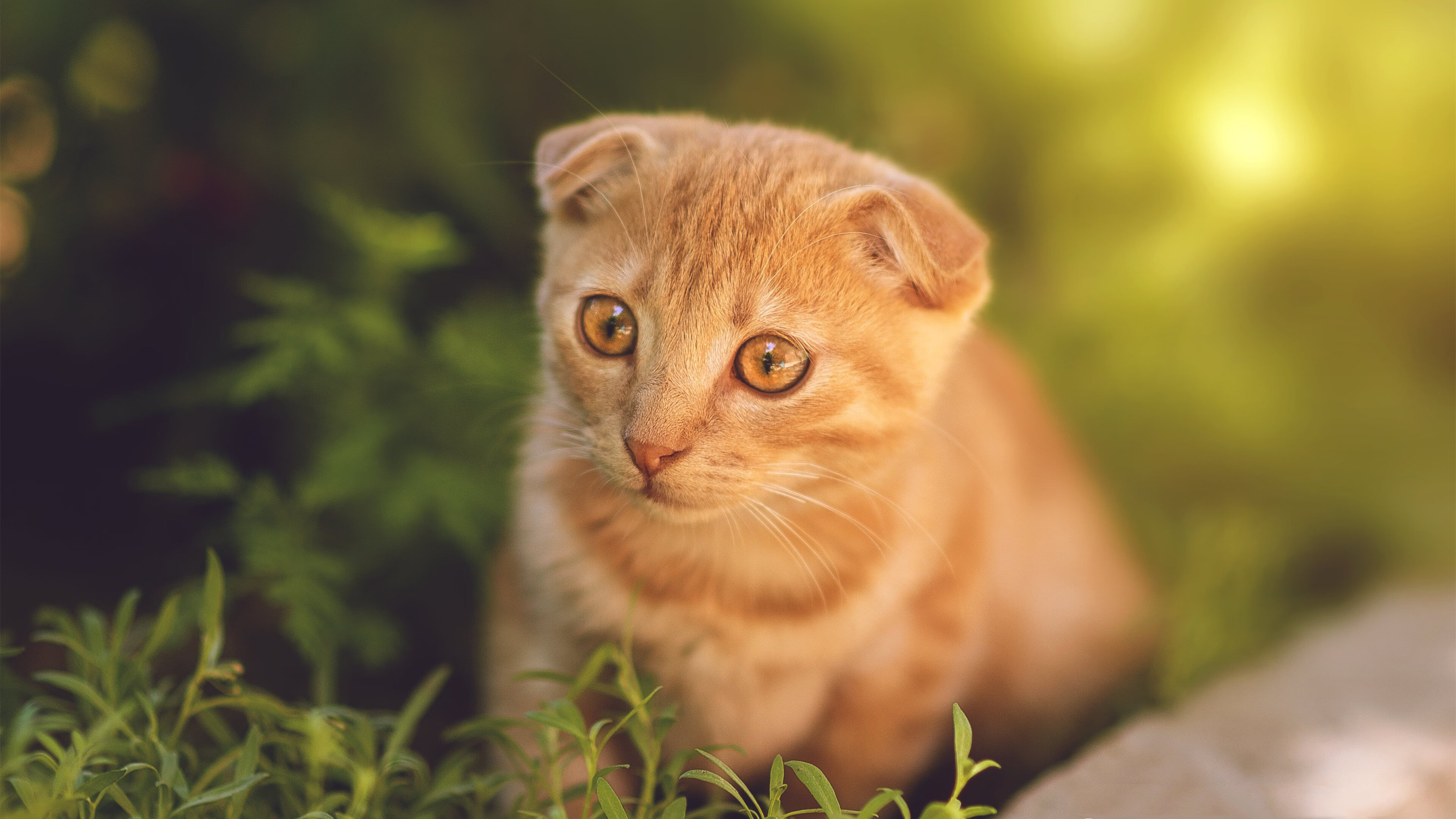 开云全站-“马丁·高尔西的坚韧表现成就阿根廷美洲狮队的进攻与防守平衡”