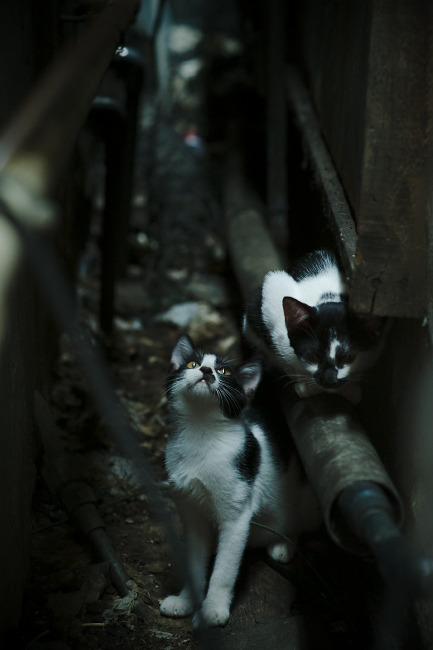 Kaiyun APP-乔·波尔曼稳定发挥，帮助袋鼠队巩固防线与进攻