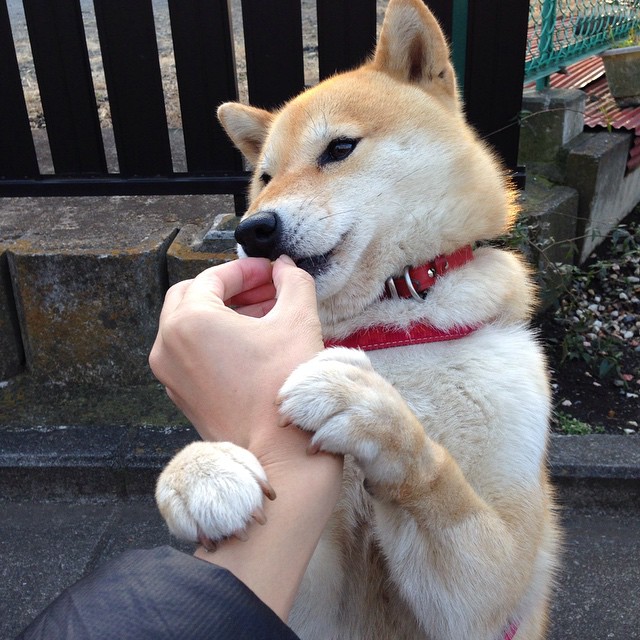 开云体育中国官网-弗朗索瓦·斯图尔特:南非队战术体系中的稳定力量,攻守兼备,弗朗索瓦德尔萨特