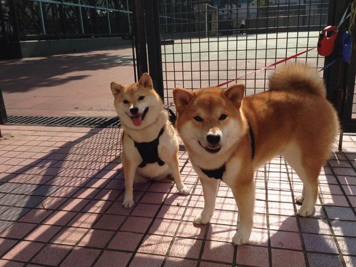 Kaiyun官方登录入口-德甲比赛中裁判判罚的风险控制，足球裁判影响比赛